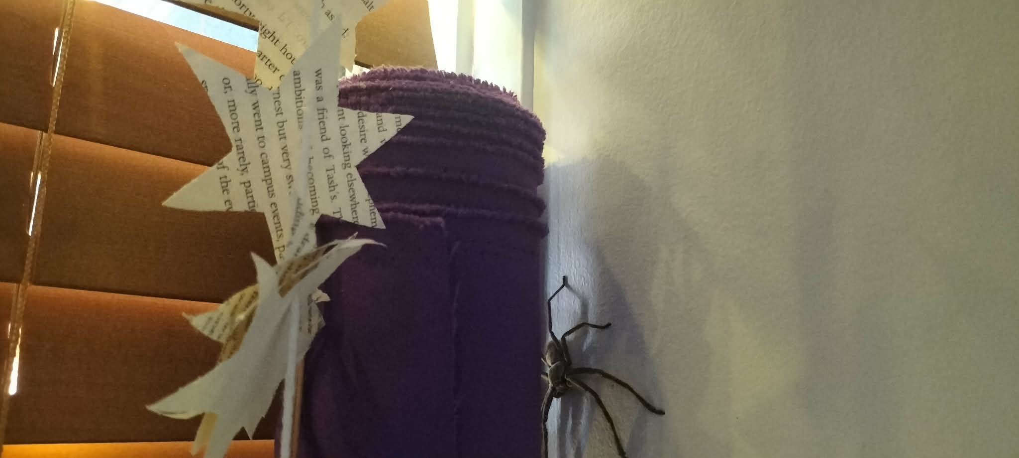 spider
